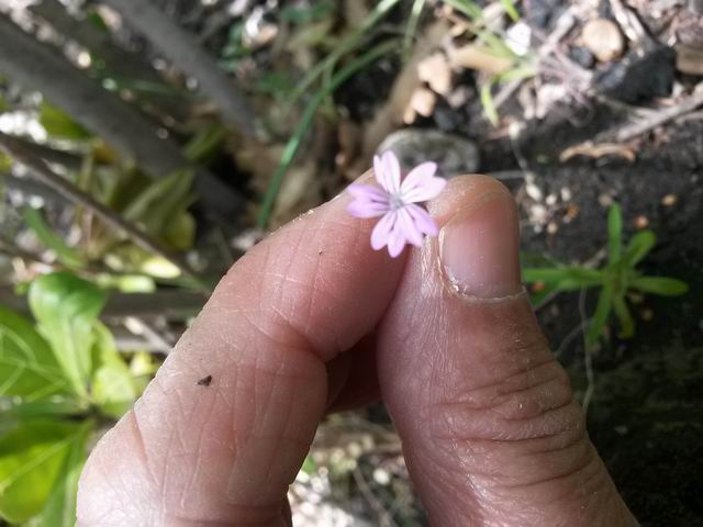 Petrorhagia dubia (Caryophyllaceae)